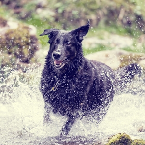 Planes para perros