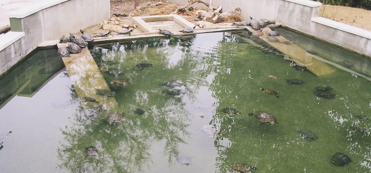 Las tortugas y el buen tiempo Las tortugas y el buen tiempo