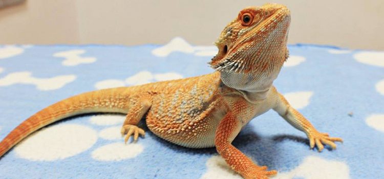 Drago