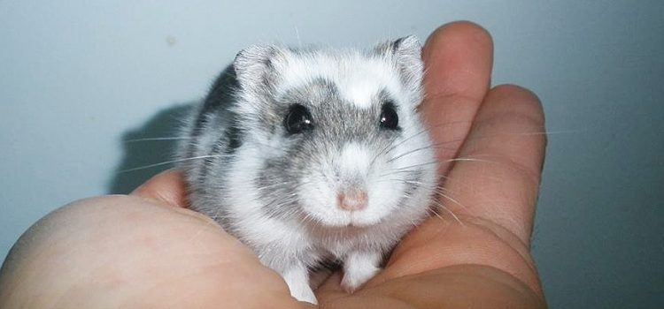 Garbancito