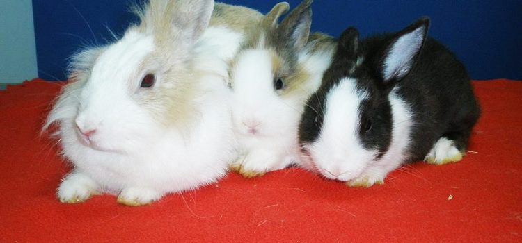 Juanita, Goku y Giulietta