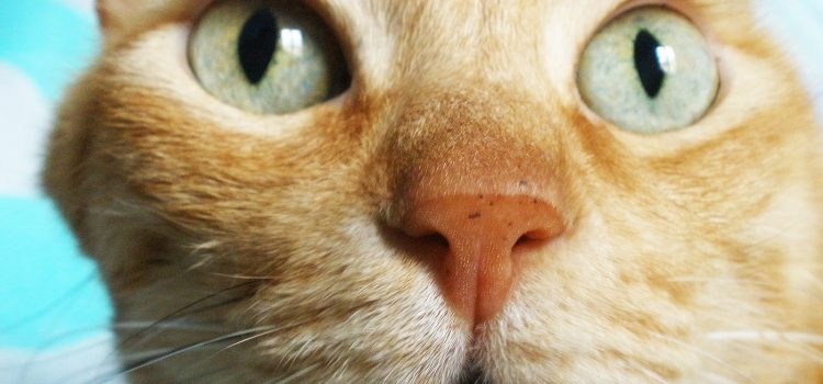 Mogwai