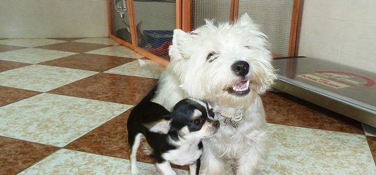 Nano y Niko