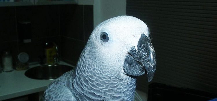 Wanda