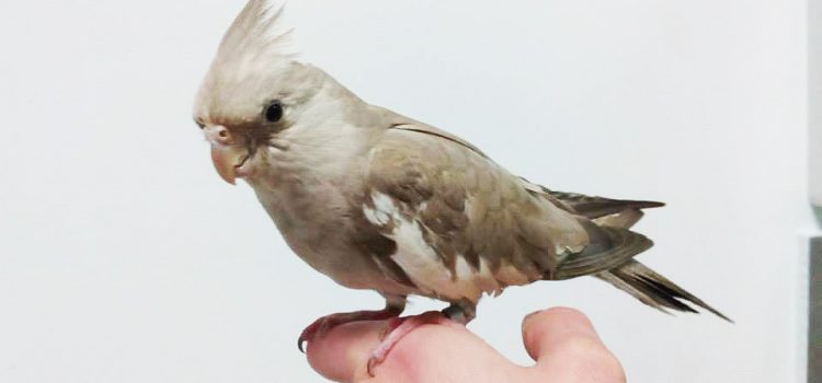 Yuki