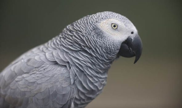 Cambio en la legislación CITES del loro gris (Psittacus erithacus) Cambio en la legislación CITES del loro gris (Psittacus erithacus)