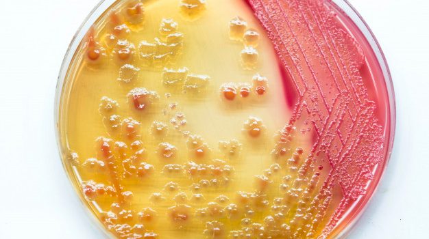 Multirresistencias bacterianas. ¿Qué son y qué riesgo suponen para la salud de mi mascota? Multirresistencias bacterianas. ¿Qué son y qué riesgo suponen para la salud de mi mascota?