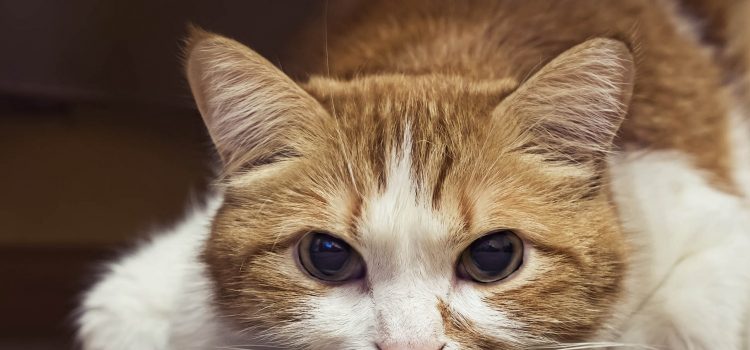 ¿Cómo identifico el dolor en mi gato? ¿Cómo identifico el dolor en mi gato?