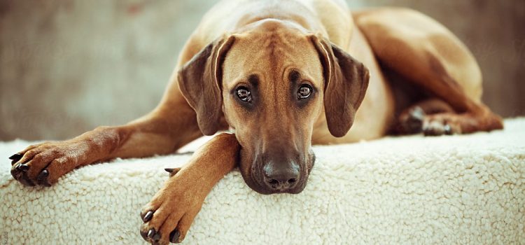 EL CONFINAMIENTO AFECTA A NUESTRO PERRO. ¿CÓMO PODEMOS AYUDARLO? EL CONFINAMIENTO AFECTA A NUESTRO PERRO. ¿CÓMO PODEMOS AYUDARLO?