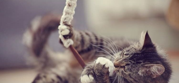 EL CONFINAMIENTO AFECTA A NUESTRO GATO. ¿CÓMO PODEMOS AYUDARLO? EL CONFINAMIENTO AFECTA A NUESTRO GATO. ¿CÓMO PODEMOS AYUDARLO?