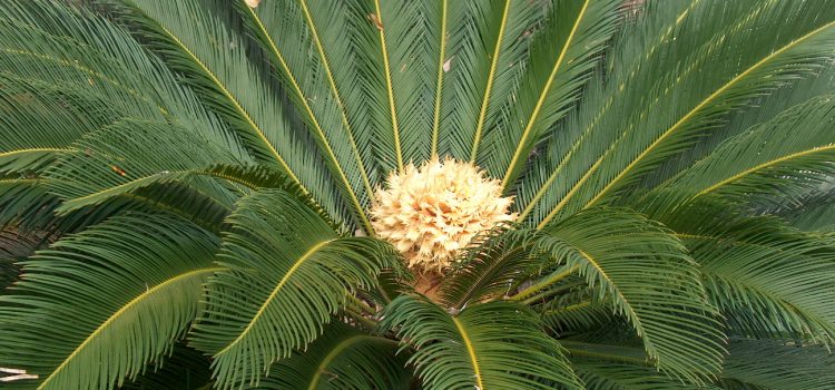 Intoxicación por cica o falsa palmera (Cycas revoluta)