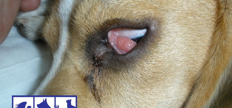 Prolapso de glándula lagrimal en perros