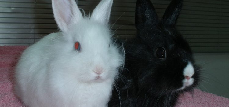 ¿Por qué esterilizar a mi conejo / coneja?