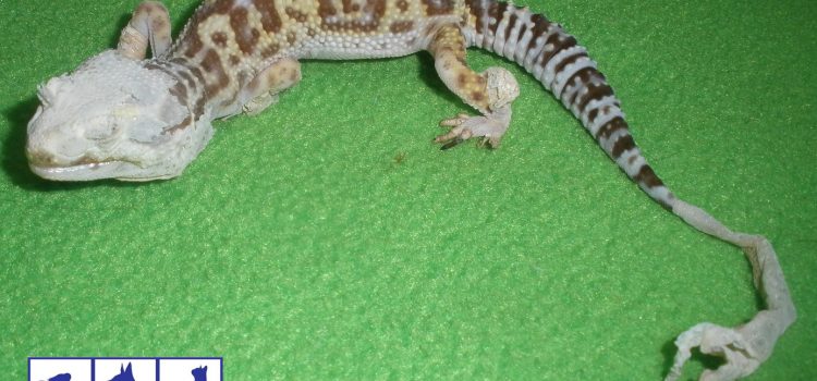 Disecdisis (problemas de muda) en reptiles