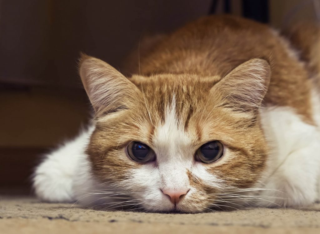 Soñar Que Se Escapa Mi Gato